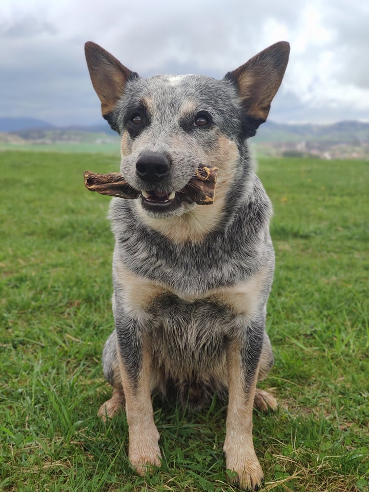Natureca® hovězí plíce sušené