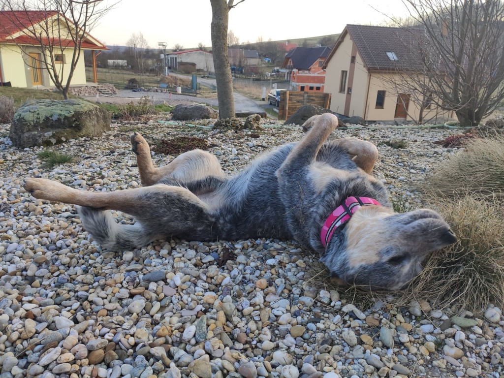 Ako zabaviť psa, aby sa doma nenudil