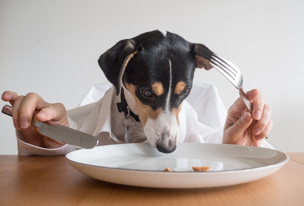 6 zásad správnej výživy psa