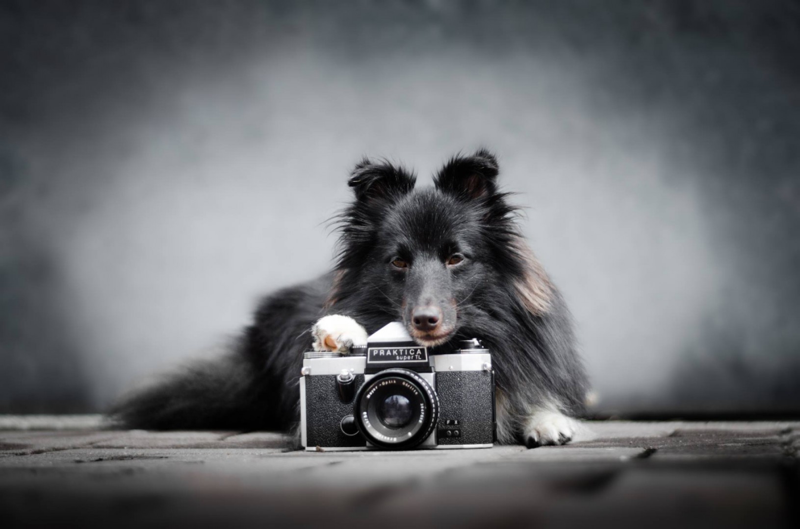 Fotografovanie psov -  je to dôležité?