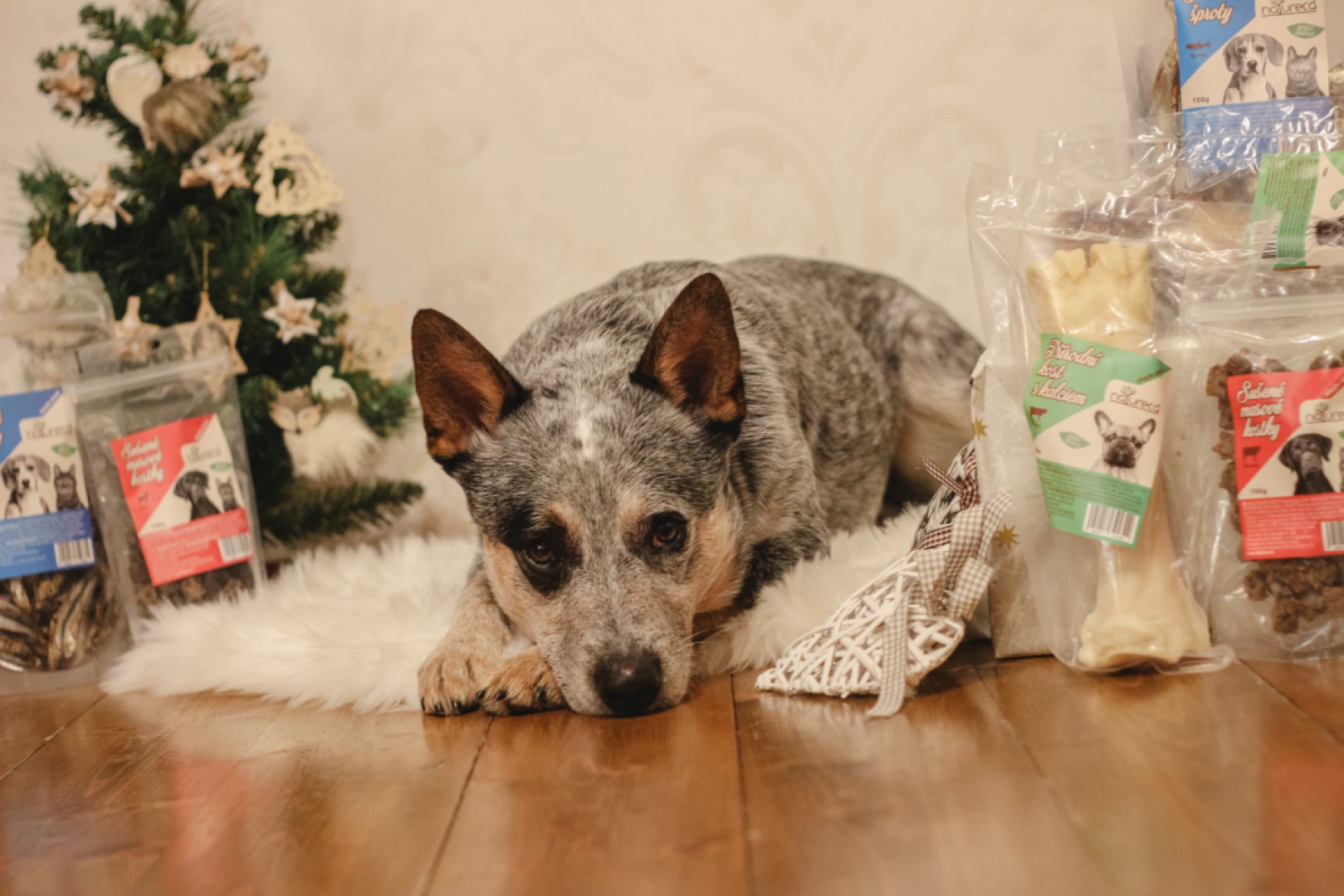 Tip na viaočný darček pre psíka 
