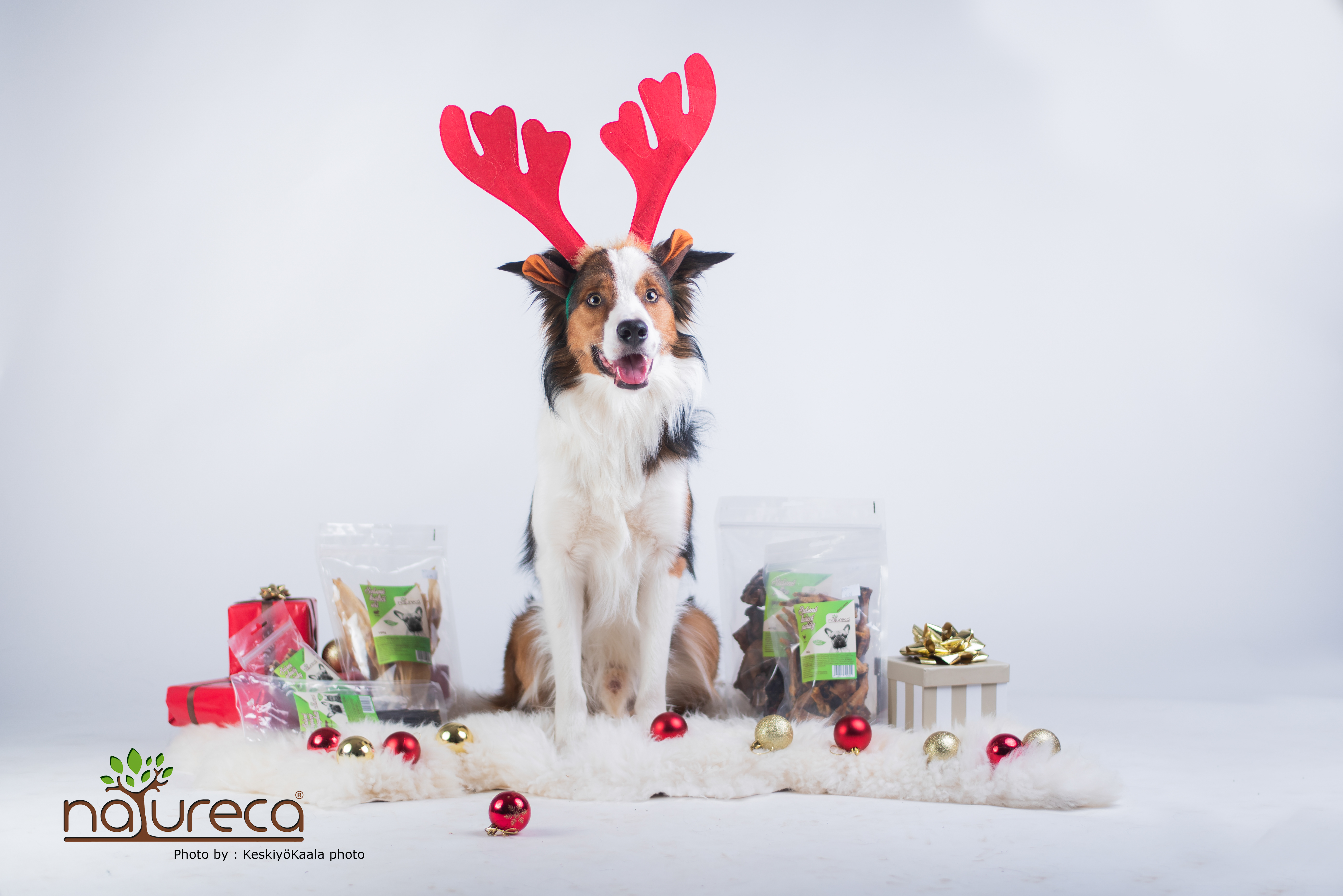 Vianočný DogBox Maxi pre veľké psy - 6ks produktov