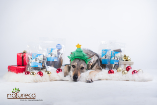Vianočný DogBox M-Midi pre stredné psy-7ks produktov+vianočný čaj pre páničkov