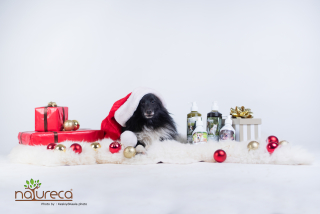 Vianočný DogBox S-Mini pre malé psy-6ks produktov+vianočný čaj pre páničkov