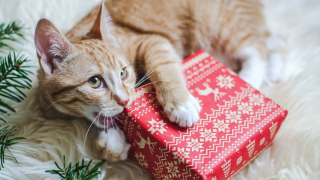 Vianočný KatBox-pre mačky-5ks produktov+vianočný čaj pre páničkov