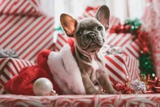 Vianočný Puppy balíček pre šteňiatka,150g mix pamlskov+vianočný čaj pre páničkov