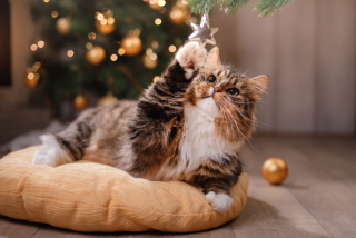 Vianočný Kat balíček pre mačky-2ks produktov+vianočný čaj pre páničkov
